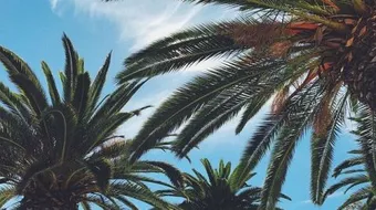 كلمات طلع البدر علينا