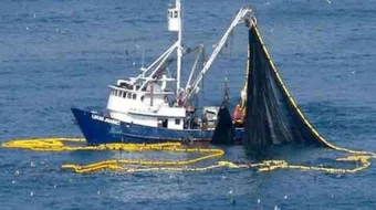 عالم الأسماك والصيد