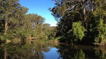 أكبر غابات العالم