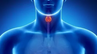 وظيفة الغدة الدرقية