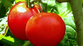 أضرار الطماطم