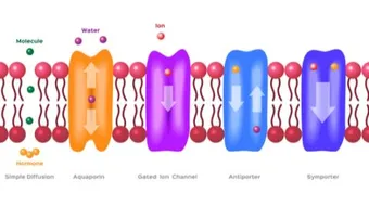 طرق النقل في الخلية