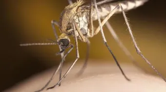 علاج مضاعفات الملاريا