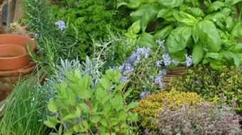 شد البطن بعد الولادة بالأعشاب