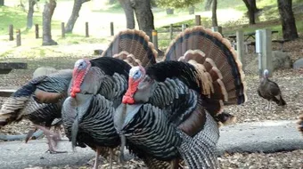 تربية الديك الرومي