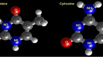 أنواع الأحماض الأمينية