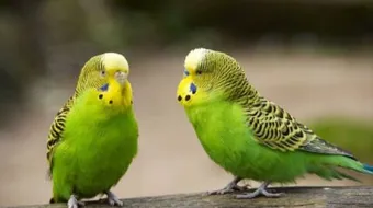 أنواع العصافير