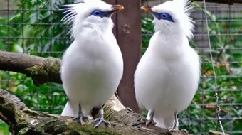 أنواع الطيور