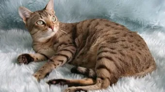 أنواع القطط