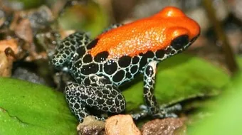 أنواع الضفادع