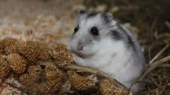 أنواع الهامستر