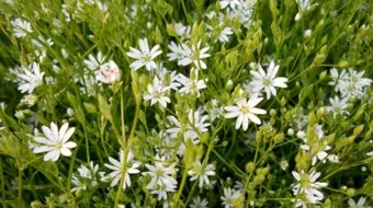 أنواع الأعشاب