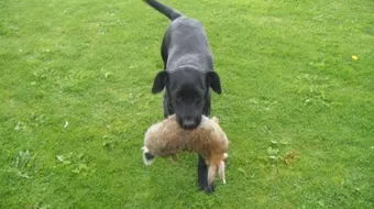 أنواع كلاب الصيد