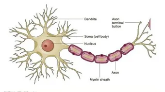 أنواع الخلايا العصبية