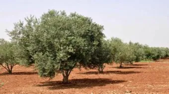 أنواع أشجار الزيتون