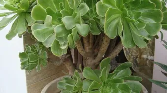 أنواع النباتات وأسماؤها