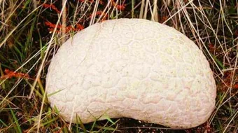 أنواع الفطر السام