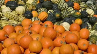 أنواع اليقطين وفوائده