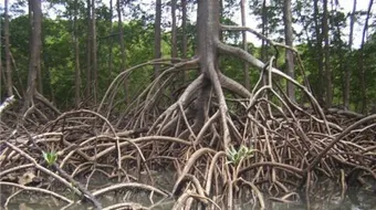 أنواع الجذور