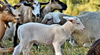 أنواع الغنم