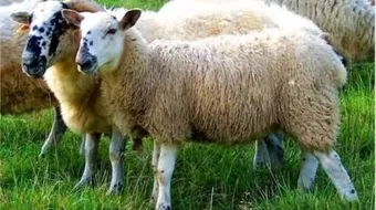 أنواع الخرفان