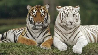 أنواع النمور