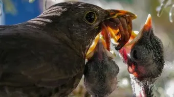 آيات لجلب الرزق