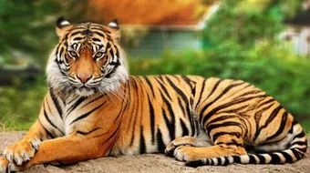 خصائص الفقاريات