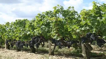 شكل ورق العنب