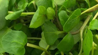 فوائد الجرجير