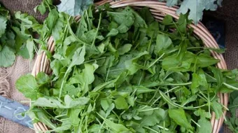 وصفات الجرجير لتطويل الشعر