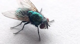 طريقة لطرد الذباب