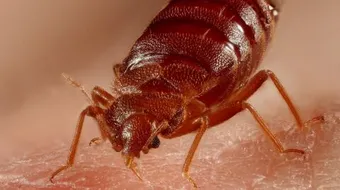 طرق مكافحة بق الفراش