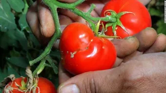 طرق مكافحة حشرة توتا ابسلوتا