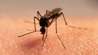 طرق للقضاء على البعوض