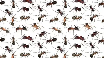 طرق للتخلص من النمل