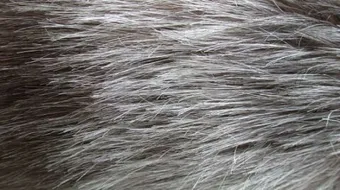 طرق لإزالة الشيب من الشعر نهائياً