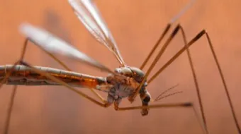 طرق لطرد الناموس والتخلص منه