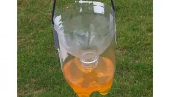 طرق إبعاد الناموس