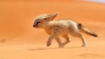 ما اسم صغير الذئب