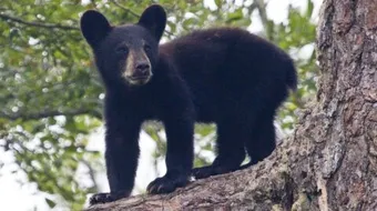 ما هو صغير الدب