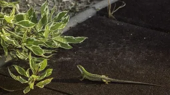 ما اسم صغير الضب