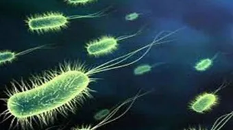 ما هي البكتيريا