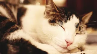 ما هي أمراض القطط