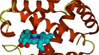 ما هي الإنزيمات