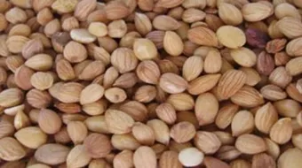 ما هي بذور المحلب