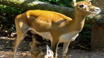 ما هي الثدييات