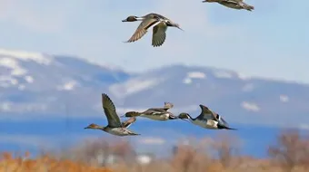 ما هي الطيور المهاجرة