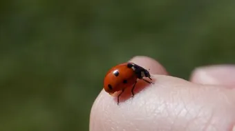 ما هي الحشرات المسالمة