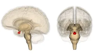 ما هي هرمونات الغدة النخامية
